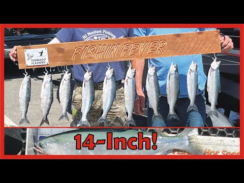 KOKANEE FISHING at Whiskeytown Lake