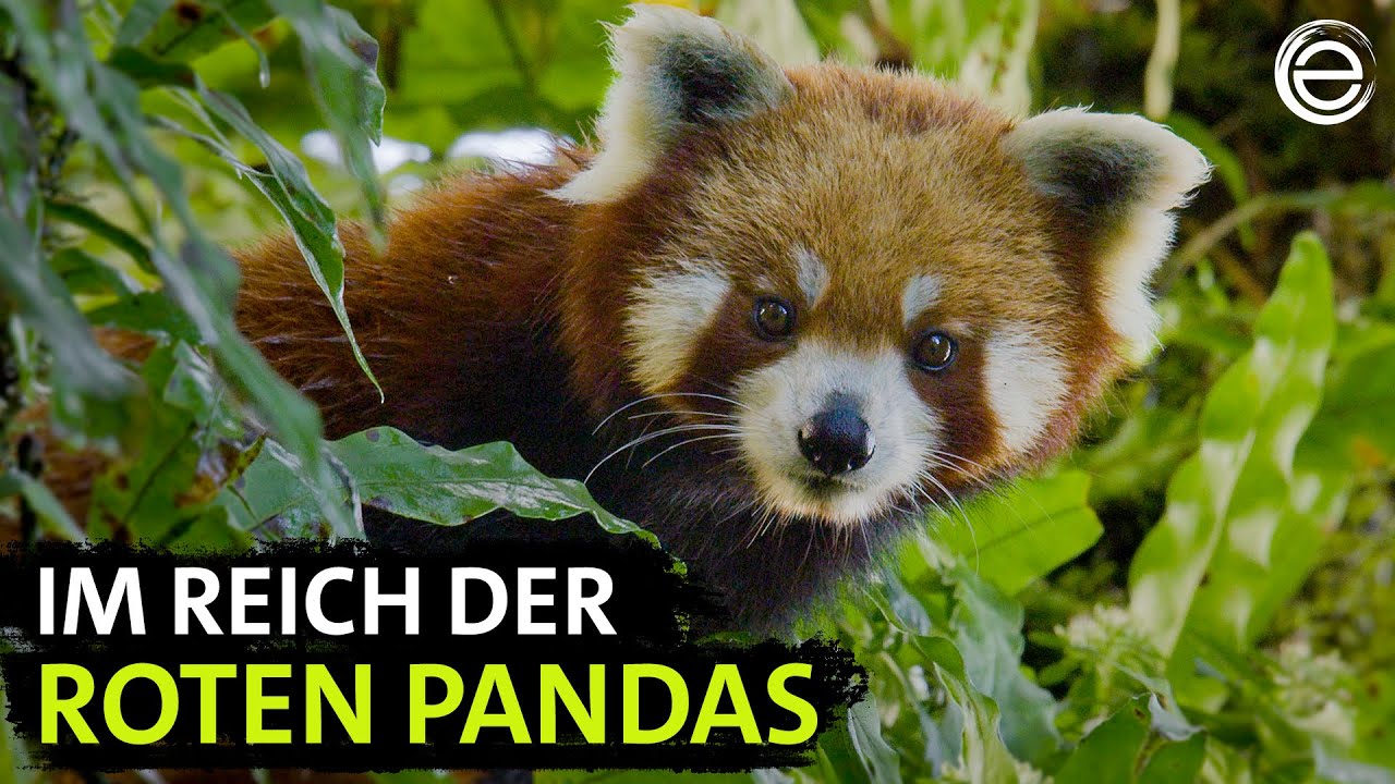 Der kleine Panda ‒ Verborgen im Himalaya | Erlebnis Erde