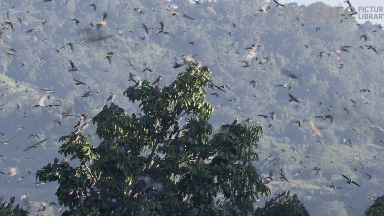 footage of chernobyl Amur falcons congregating during their migration from Siberia to Africa, near Doyang reservoir, Naga