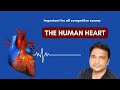 human heart