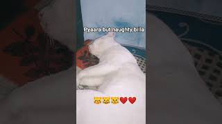 Whitu like comment amd share #