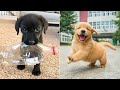 Baby Dogs 🔴 Cute and Funny Dog Videos Compilation #4 | 30 Minutes of Funny Puppy Videos 2022