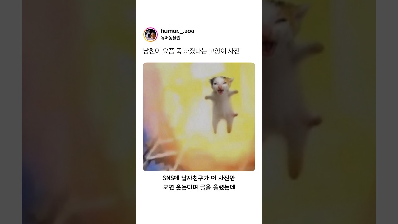 남친이 요즘 푹 빠졌다는 고양이 사진