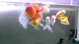 WP 20140504 005