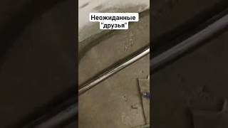 Неожиданные &quot;друзья&quot; в лобовом стекле