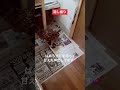 寝床に来るよ そして怒るよ フクロウのいる暮らし ベンガルワシミミズク ミミズク Bird Owl ふくろう Animal ラテ 寝床に来るよ そして怒るよ フクロウのいる暮らし ベンガルワシミミズク ミミズク Bird Owl ふくろう Animal ラテ
