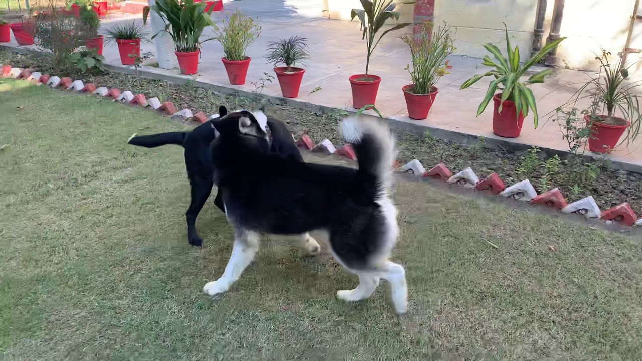 Husky vs labrador fight/aggressive attack YouTube