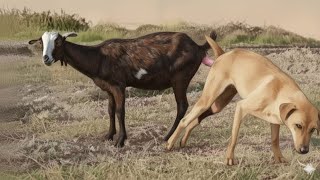 'Guy Comes Home From Work With A Stray Dog |The Dodoo🥰,vux'