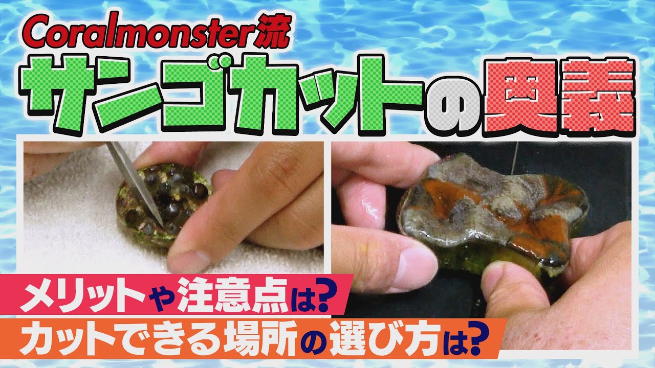 絶対に失敗しない サンゴのカット術 伝授《サンゴ水槽》【2022年7月号 vol.5】