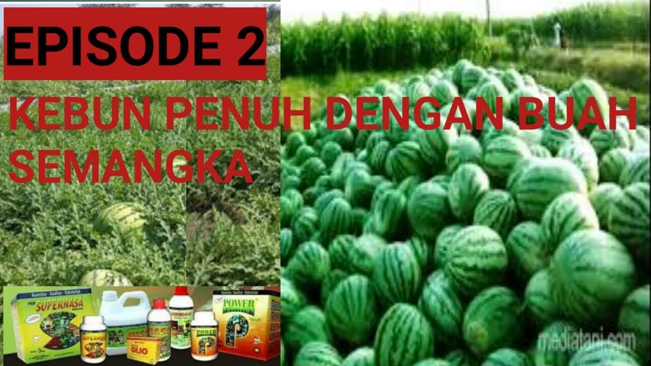 081903796860 - Budidaya Semangka - cara budidaya semaangka buah lebat