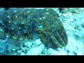 Spie obecn  cuttlefish similansk ostrovy thajsko