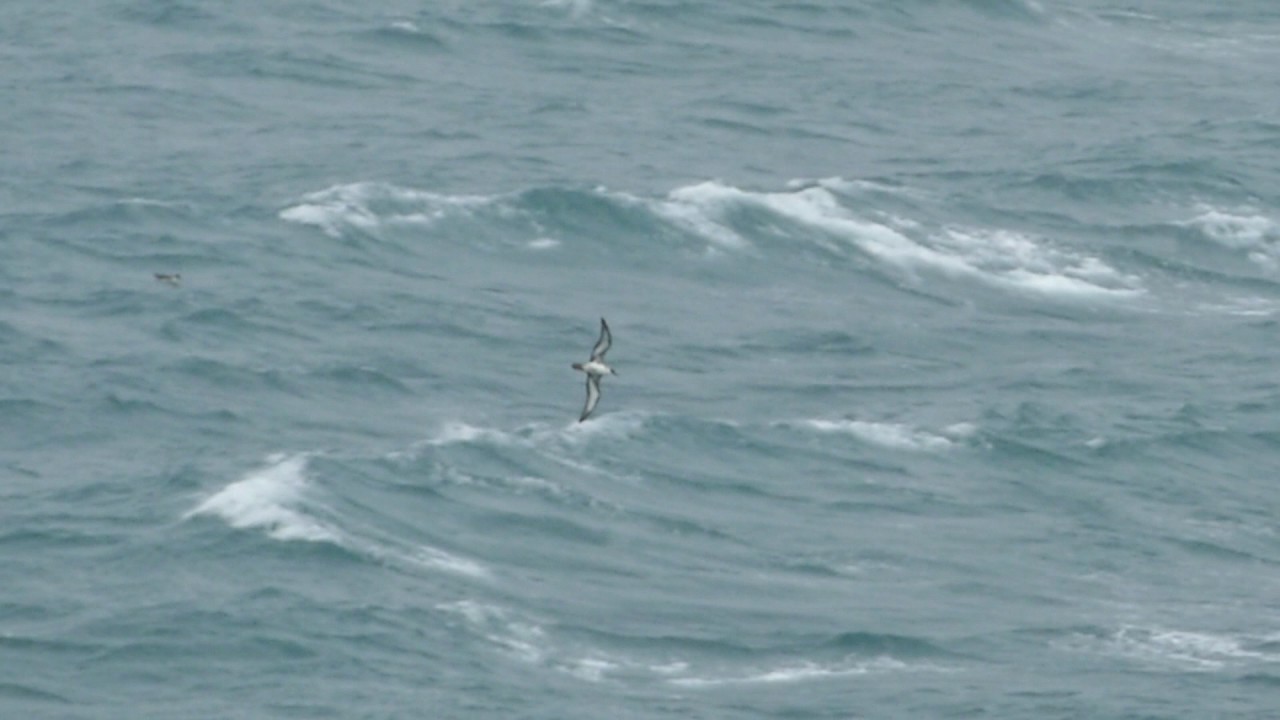 Great Shearwater Berry Head Devon 2 August 2017 