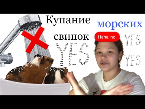 КУПАНИЕ МОРСКИХ СВИНОК/ купаю свою морскую свинку/ так можно или нет?