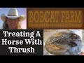 Treating A Horse With Thrush