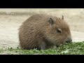 Baby capybara knows grass best for his health ベイビーカピバラは草が一番いいことを知っている