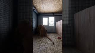 Первый день в новом вольере! #карендаллакян #animal #shortvideo