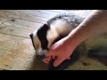 Tor the tame badger playing after his bath