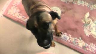 Dog reacting to whimpering by Moviemaker 486 views 7 years ago 27 seconds