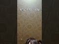 1周回ってかわいいもはや。チャンネル登録🟰マブダチ💖