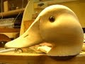 Decoy Carving: Decoy Head Power Carving, Part 1