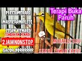 Suara Burung Pleci Gacor Dor || Terapi Masteran Pleci Isian Tembakan Kenari | Zosterops PCMI Therapy