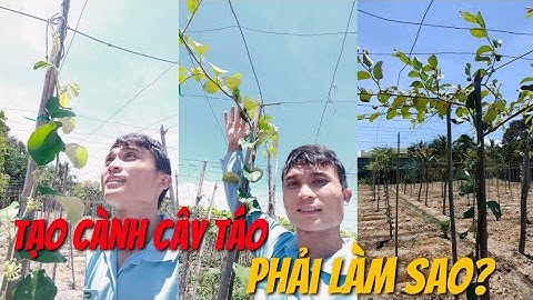 Kỹ Thuật Tạo Cành Cho Cây Táo Theo Đúng Chuẩn Giàn Truyền Thống Ninh Thuận.