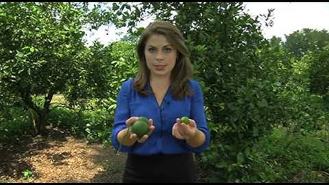 Solution to Citrus Greening