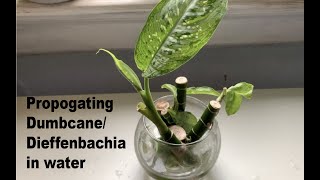 Propogating Dumbcane Dieffenbachia In Water