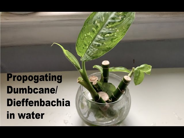 Propogating Dumbcane | Dieffenbachia in water - YouTube
