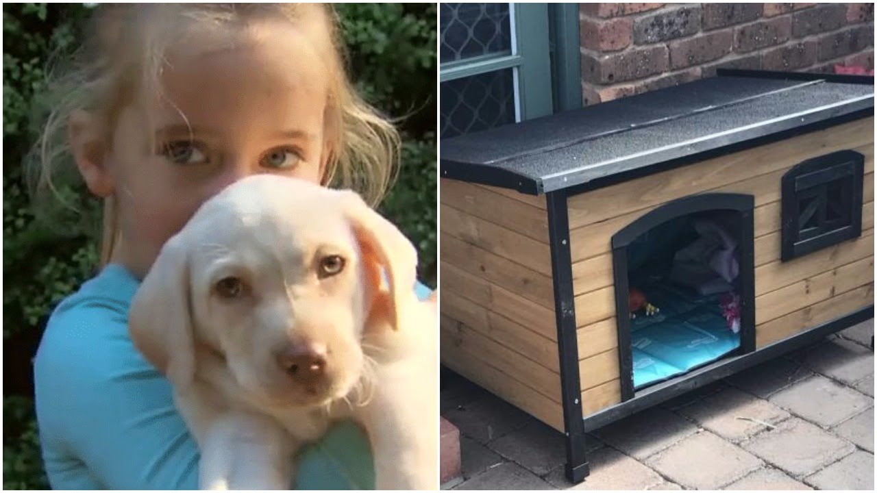 Three Days After Thieves Stole A Little Girl’s Puppy, The Family Saw A Shape Moving By The Kennel