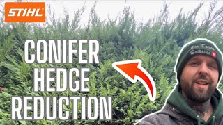 CONIFER HEDGE REDUCTION IN 6 HOURS ITS HARD WORK!!!