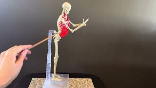 Bony Landmarks for Postural Analysis Net Worth