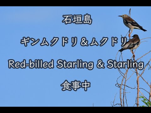 【かわいい鳥】ギンムクドリ&ムクドリ 食事中 Red-billed Starling&Starling During meals 4K 石垣島野鳥撮影＆野鳥観察