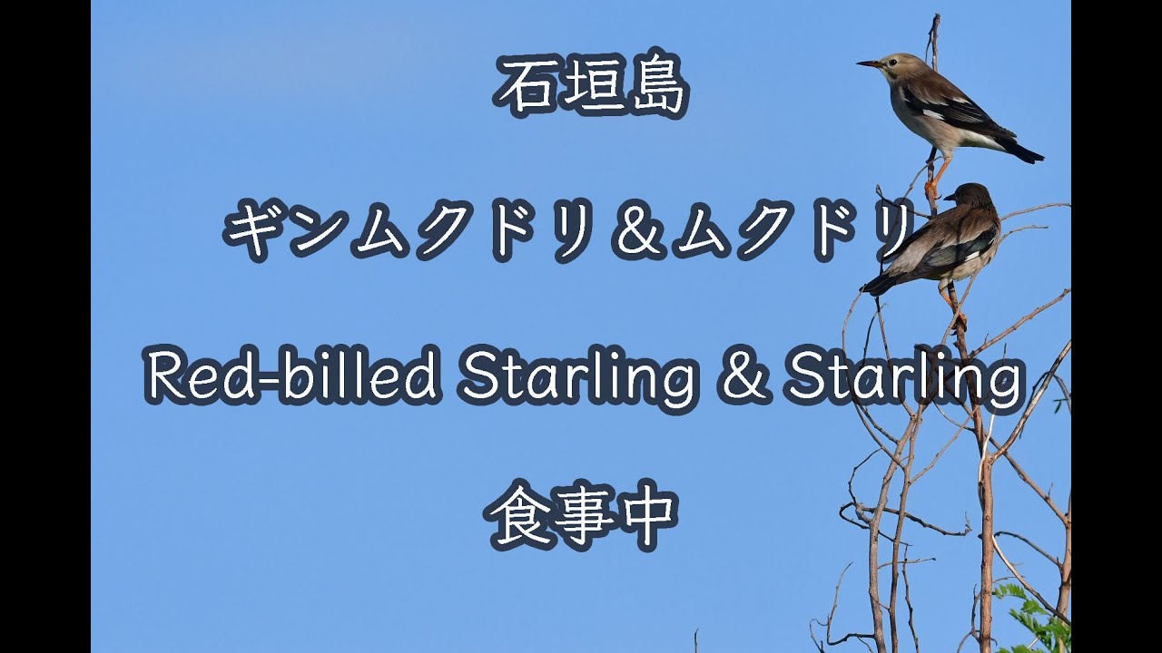 かわいい鳥 ギンムクドリ ムクドリ 食事中 Red Billed Starling Starling During Meals 4k 石垣島野鳥撮影 野鳥観察 Youtube