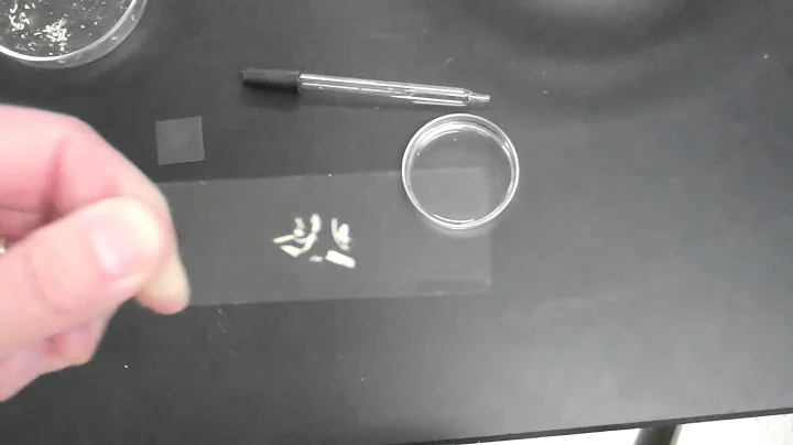 BAMBOO CELLS SLIDE