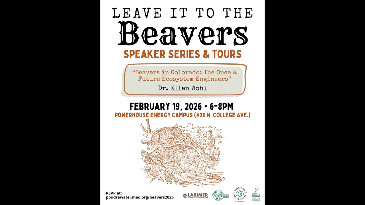 Beavers in Colorado: The Once & Future Ecosystem Engineers