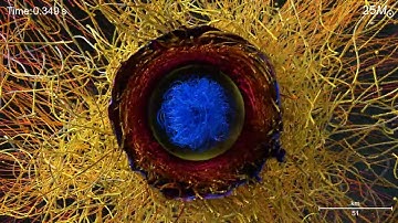 SC22: Visualizing the Supernova Explosion of a 25-Solar-Mass Star and the Simultaneous Birth of ...