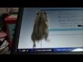 ハムスターで遊んでいたらまさかこんなことになるなんて