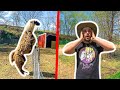 ANGRY Llama ATTACKED Him in the BACKYARD FARM!!! (Needed Stitches)