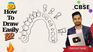 How To Draw Arrangment Of Teeth !