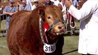 Tarw Iau Limousin | Limousin Junior Bull