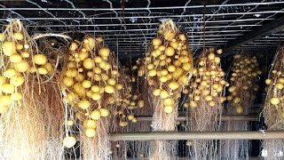 Potato Farming Without Soil Will Surprise You - Incredible Agriculture Techniques- Future Technology