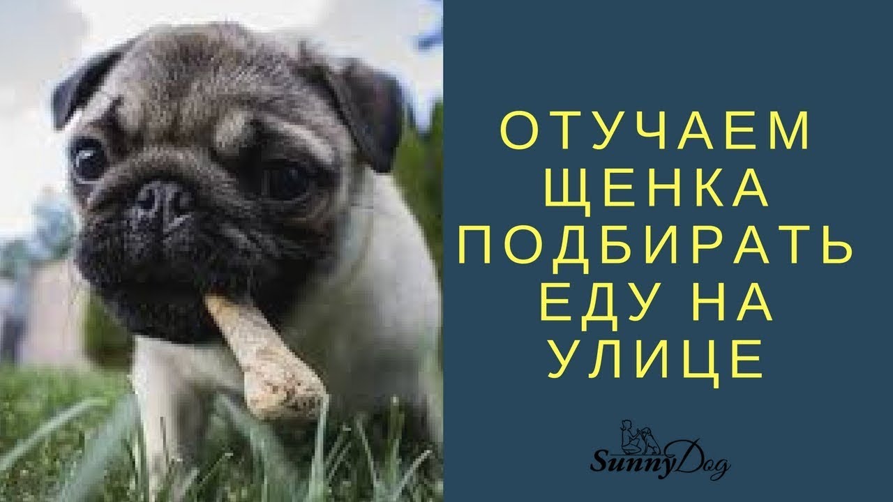 Как отучить щенка подбирать на улице. Отучить собаку подбирать на улице. Как отучить собаку подбирать еду на улице. Собака подбирает еду на улице.