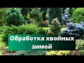 ПЫШНАЯ ХВОЙНАЯ ЗЕЛЕНЬ | Чем обработать хвойные перед зимой?