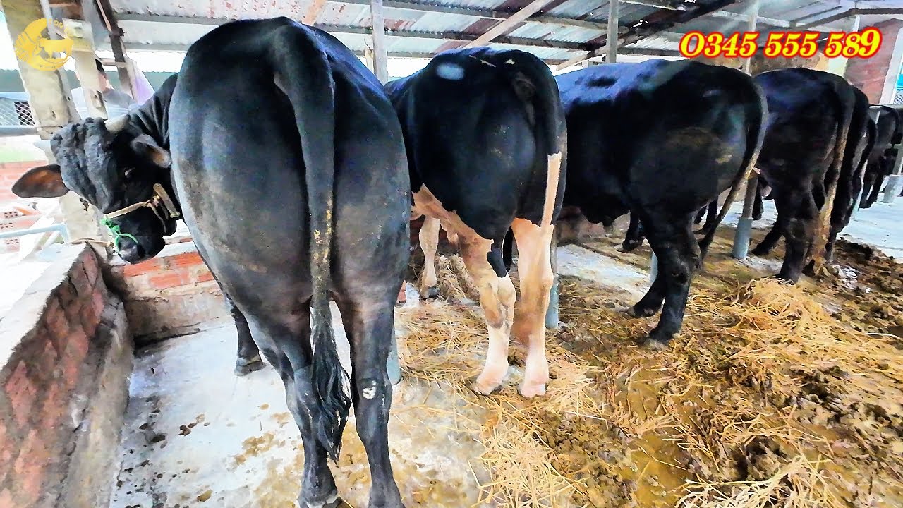 TỒN TV | nuôi bò phát triển nhanh thì gặp lại sớm thôi ạ hành trình về an khê giao lưu gần nhà