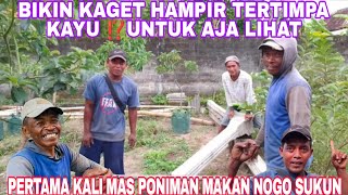 Download Lagu KEJADIAN TAK TERDUGA HAMPIR SAJA TERTIMPA KAYU  MP3
