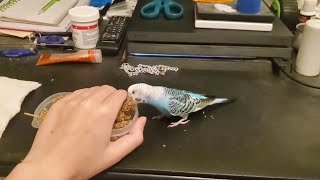 Blueberry Trying To Steal Treats Lol