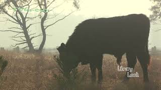 CameraTalk: Sayaguesa Cows