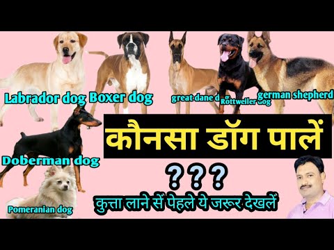 वीडियो: किस तरह का कुत्ता लेना है