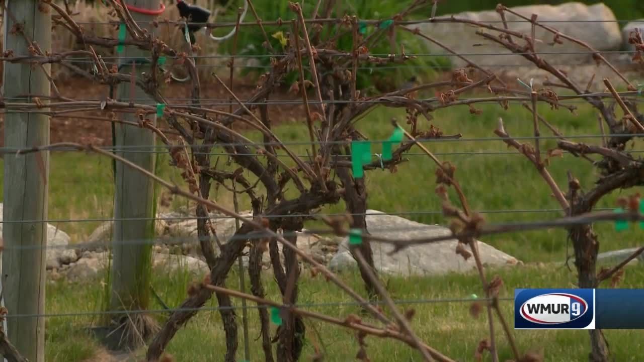LaBelle Winery says this year's crop has "severe" damage from recent frost